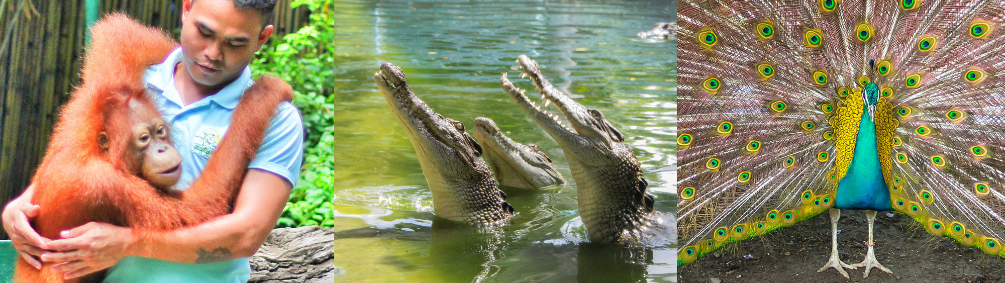 DAVAO CROCODILE PARK