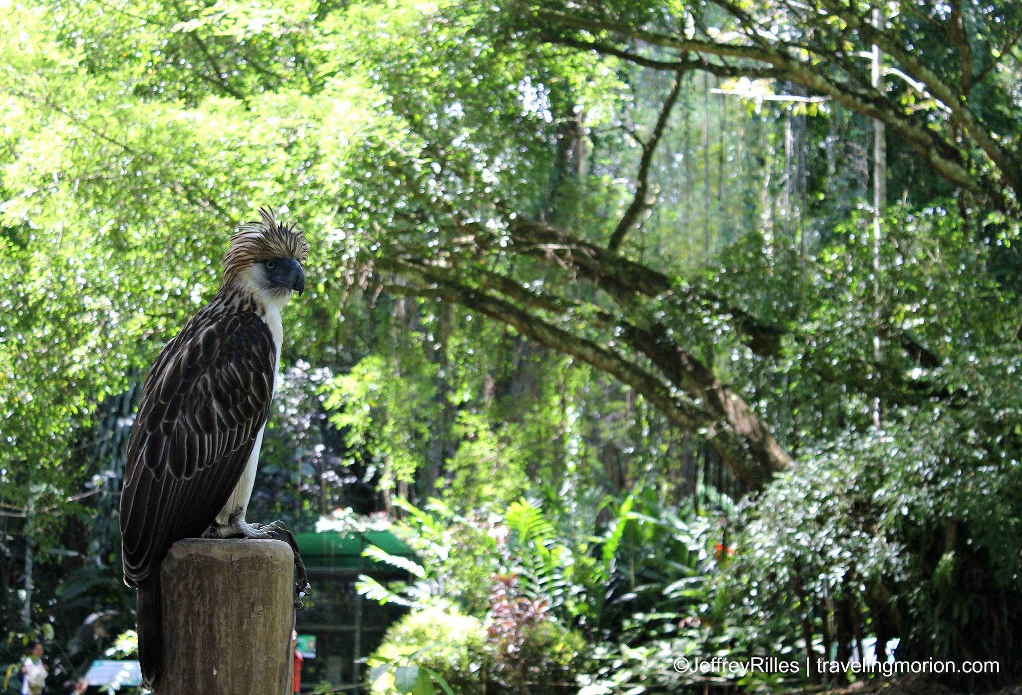 PHILIPPINE EAGLE CENTER