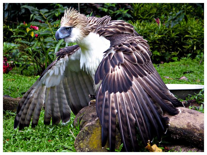 PHILIPPINE EAGLE CENTER